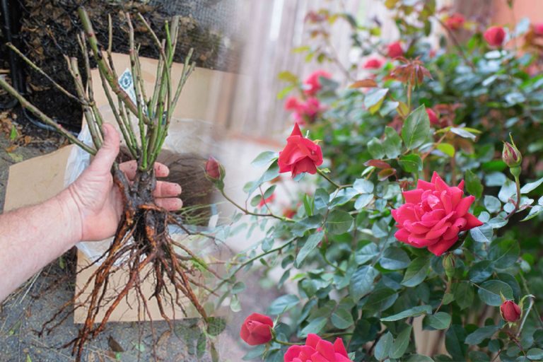 Ce să pui la rădăcina trandafirilor ca să înflorească de mai multe ori pe an. Secretul pe care florile tale îl vor adora