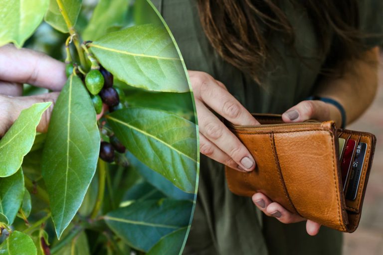 Ce să scrii pe frunza de dafin, înainte de a o pune în portofel sau în poșetă. Secretul care atrage banii în viața ta