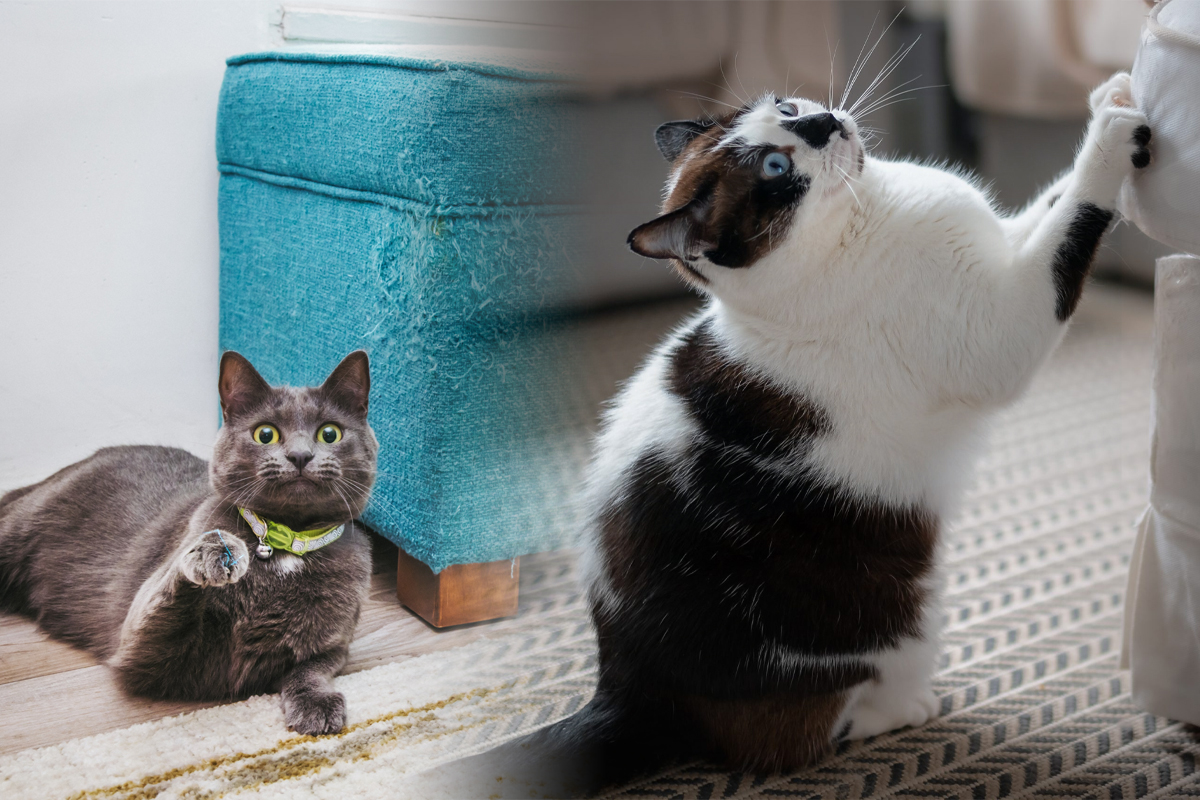 Cu ce sa stropesti mobila din casa pentru ca pisica sa nu o mai zgarie