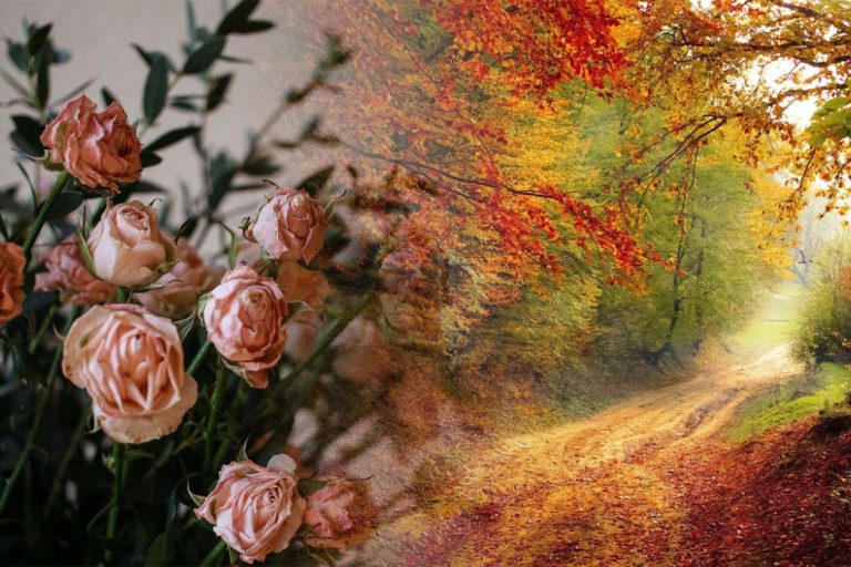 Cu ce să stropești toamna trandafirii. Trucul experților pentru o grădină de vis, vor arăta superb