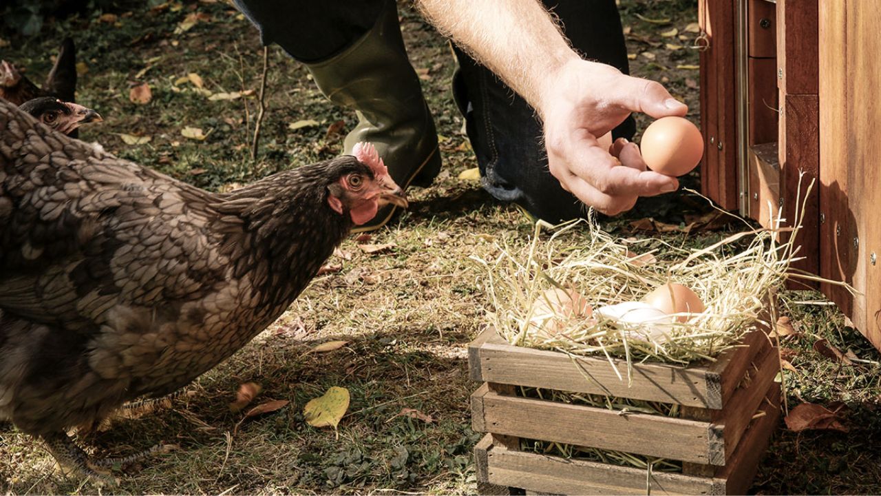 Cum sa iti dezveti gainile sa isi manance propriile oua
