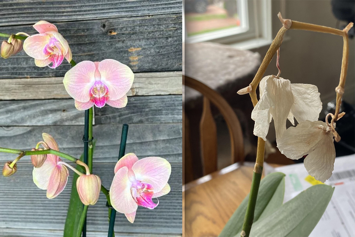 Cum să salvezi o orhidee aproape ofilită