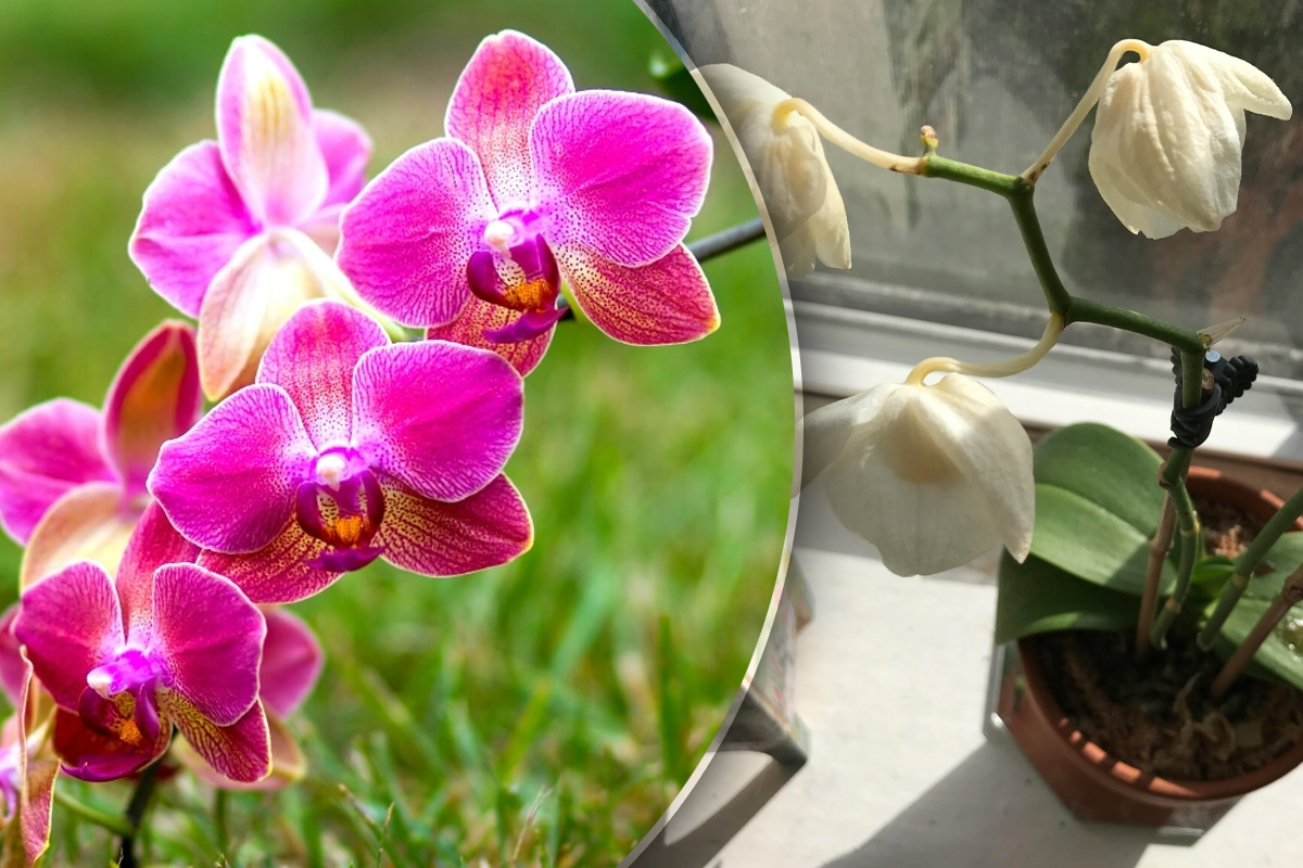 Cum salvezi o orhidee oficilita