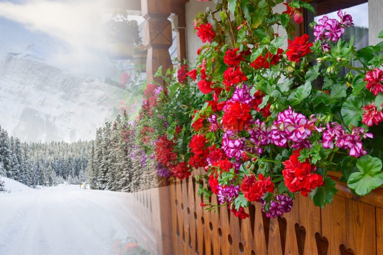 Până la ce temperatură rezistă mușcatele afară. Când trebuie să le aduci, de fapt, în casă