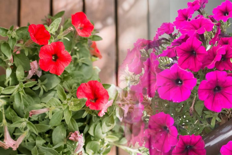 De ce nu înflorește petunia. Greșelile care o distrug. Sfaturi pentru începători