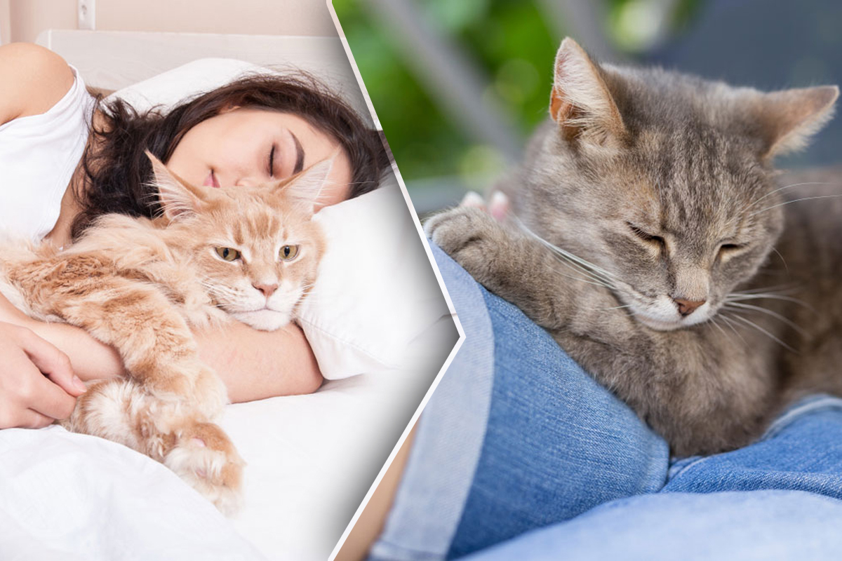 De ce pisica doarme pe tine. 5 motive ascunse care iti vor da lumea peste cap