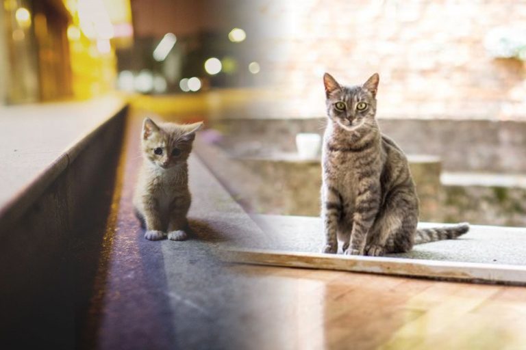 De ce pisicile pleacă de acasă, de fapt. 3 lucruri surprinzătoare care le determină să facă asta, în ciuda confortului de care au parte