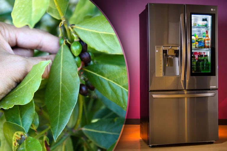 De ce să pui frunze de dafin în frigider. Trucul genial care rezolvă o problemă neplăcută