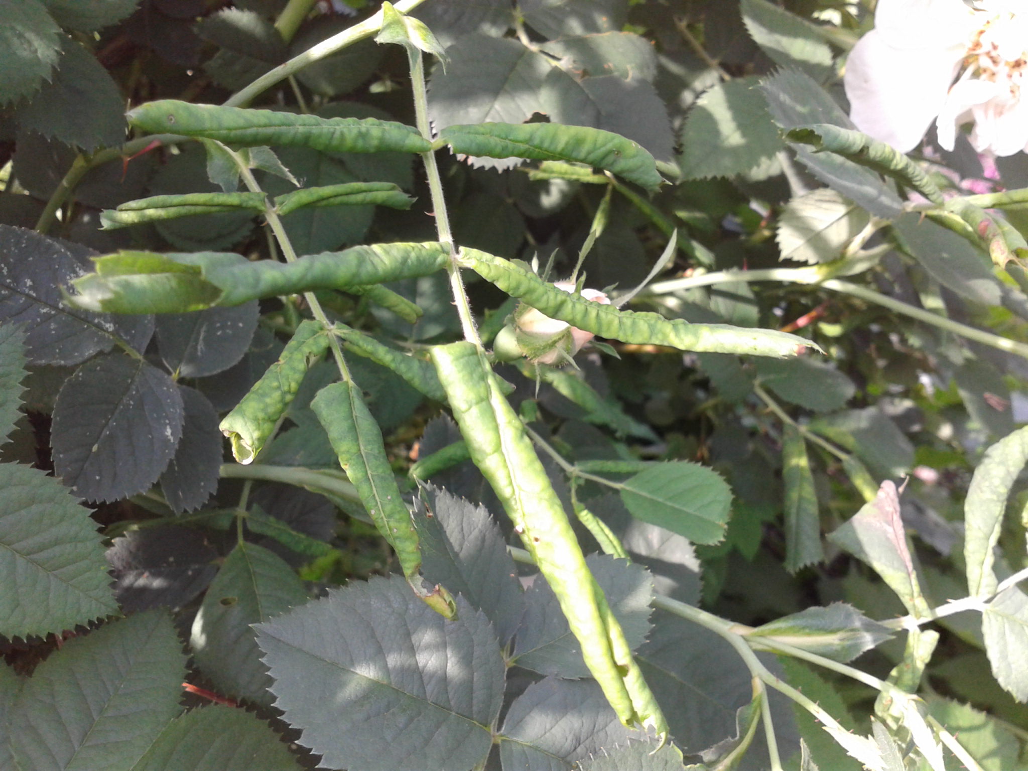 De ce să răsucesc frunzele la trandafiri. Ce se întâmplă de fapt cu florile tale și ce poți face, soluția care rezolvă problema