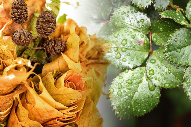 De ce se răsucesc frunzele la trandafiri. Ce se întâmplă de fapt cu florile tale și ce poți face, soluția care rezolvă problema