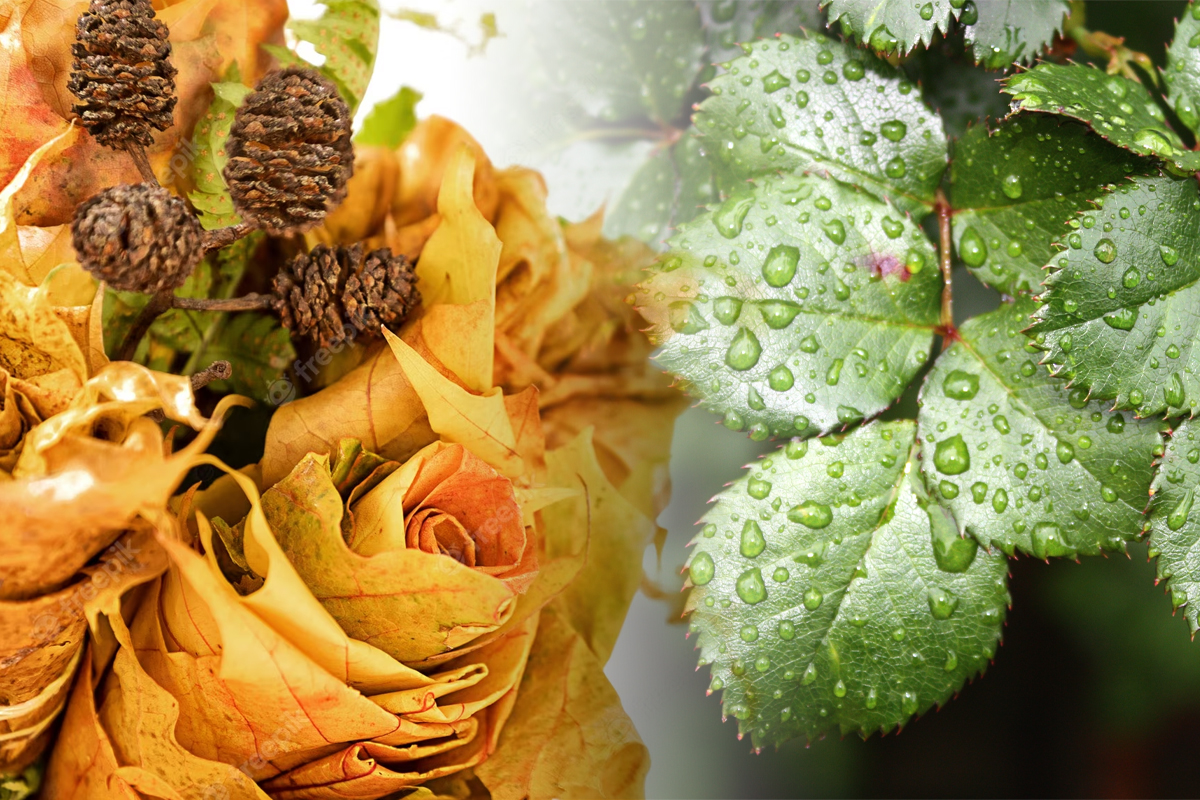 De ce să răsucesc frunzele la trandafiri. Ce se întâmplă de fapt cu florile tale și ce poți face, soluția care rezolvă problema