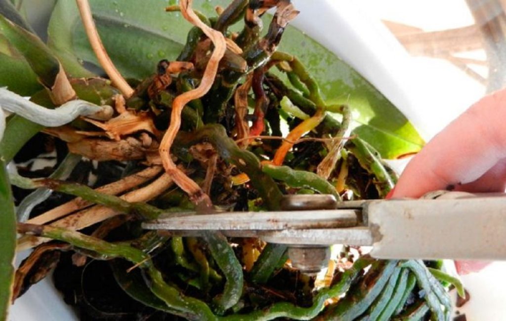 De ce se usuca radacinile la orhidee