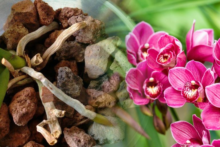 De ce se usucă rădăcinile la orhidee, de fapt. Metoda prin care o poți readuce la viață