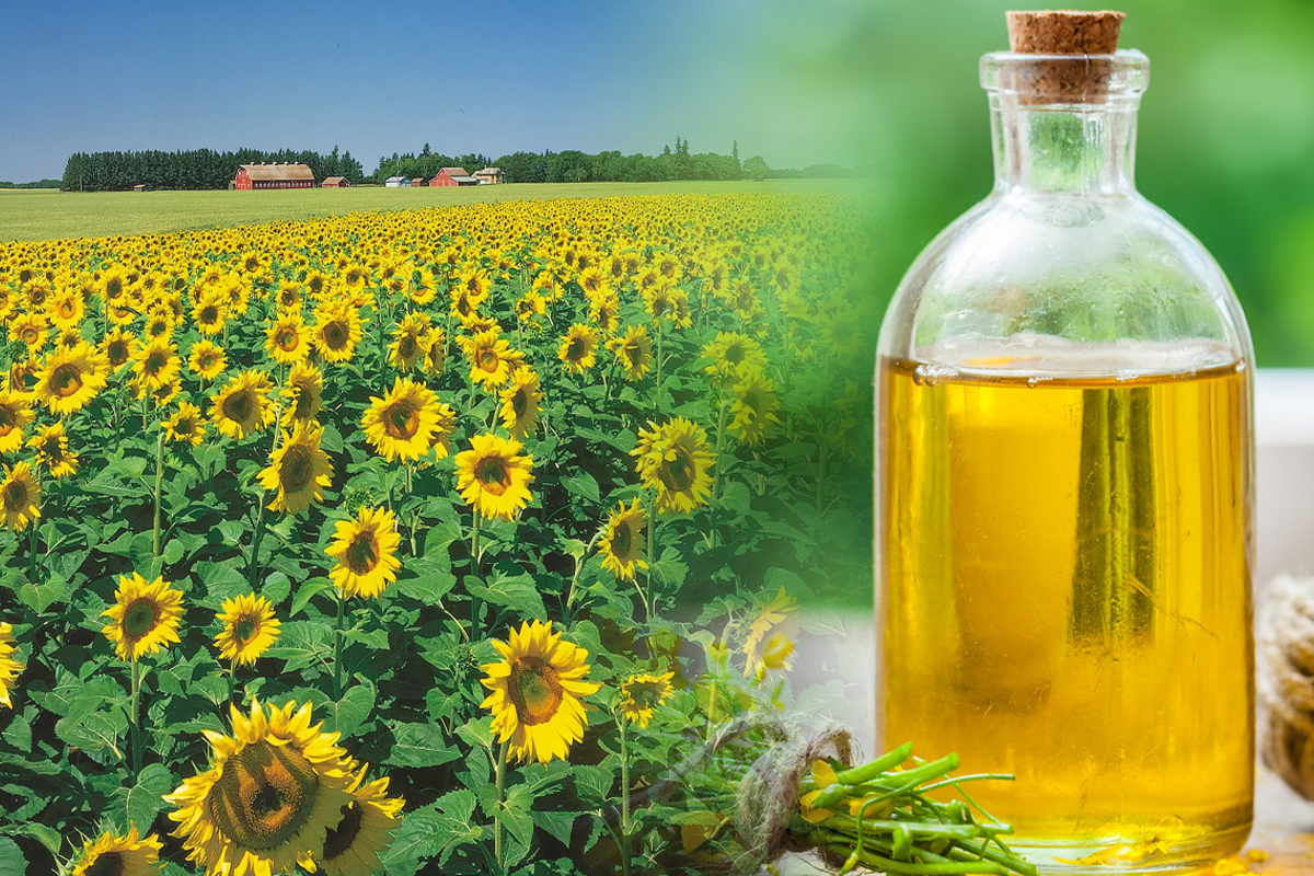 Din cate kilograme de floarea soarelui se face 1 litru de ulei. Putini stiu asta