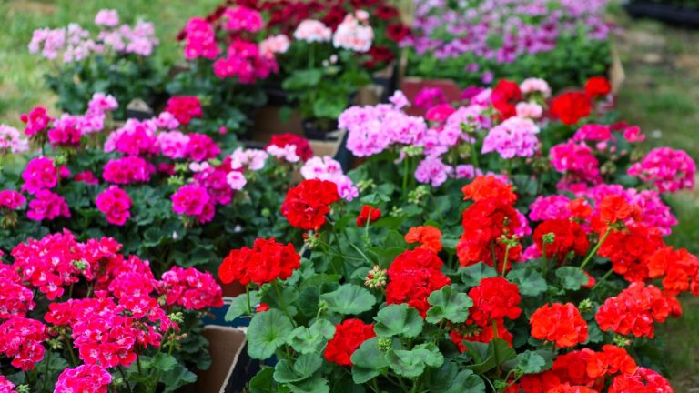 Cu ce să amesteci apa de la robinet pentru a uda mușcatele toamna. Ingredientul cu rezultate incredibile de la prima utilizare