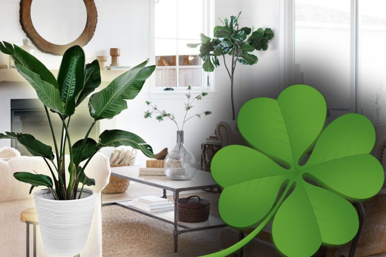 Flori de apartament magice. Atrag norocul, iubirea și banii în casă. Vei avea spor în toate