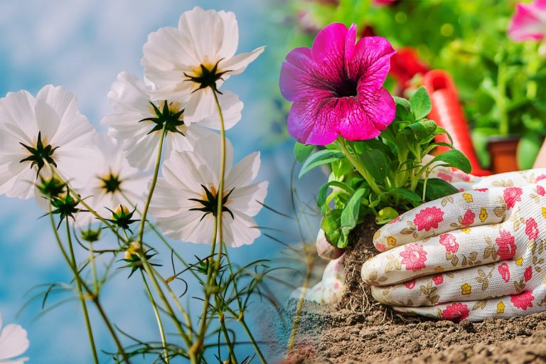 Florile superbe pe care să le plantezi toamna în grădină sau pe balcon. Vor înflori abundent