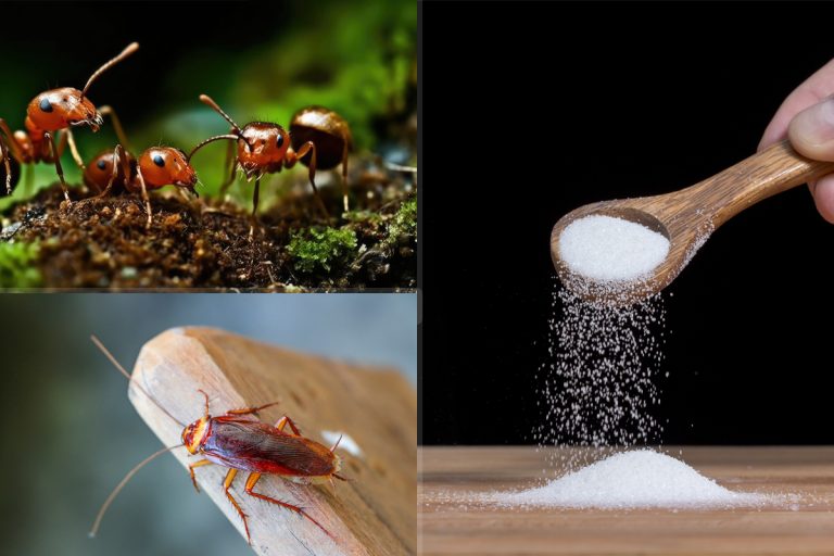 Ingredientul banal care te scapă definitiv de furnici și gândaci. Ce să presari în jurul chiuvetei sau la colțurile geamurilor, trucul uluitor