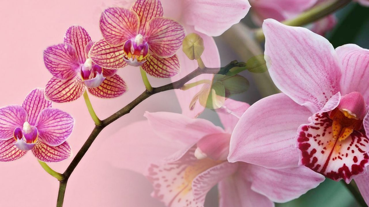 Ingredientul ieftin care face minuni cu orhideea fara flori. L-ai folosit de atatea ori la mancare fara sa stii asta