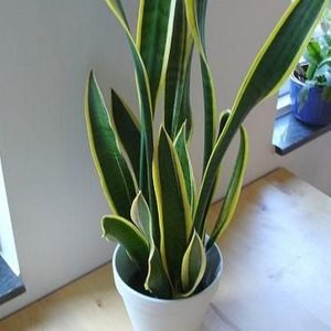 La cat timp se uda plantele de apartament toamna. Secretul expertilor pentru flori frumoase