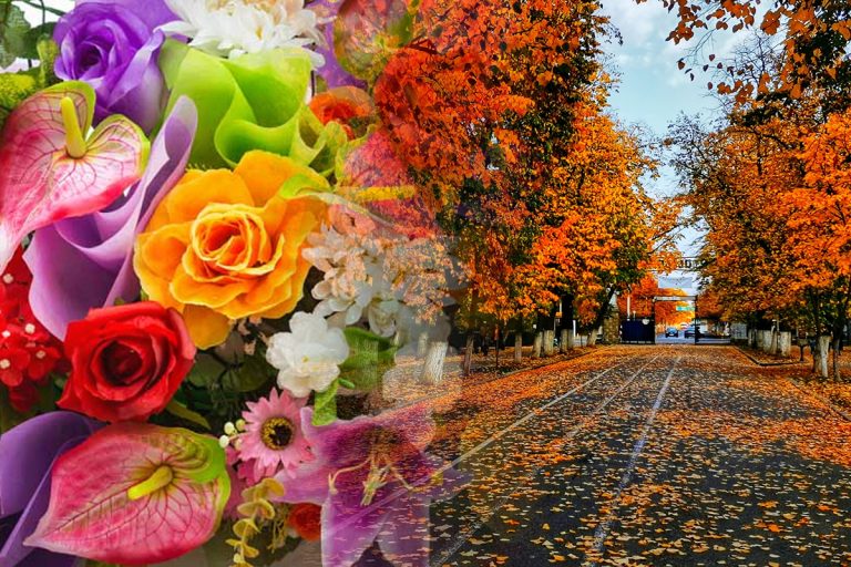 Plante care înfloresc în septembrie. Cele mai frumoase flori de toamnă, sunt ideale pentru orice locuință