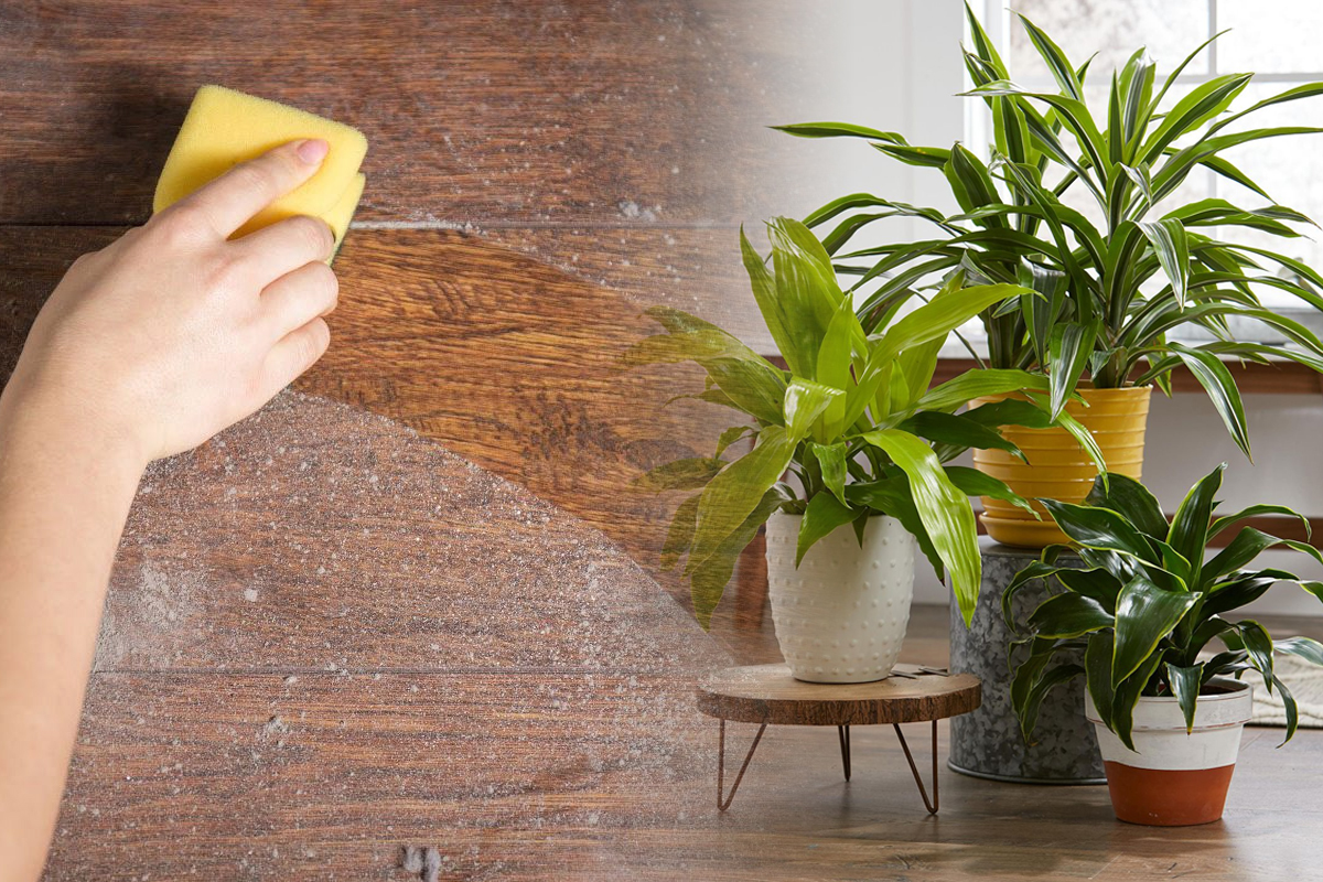 Plantele care aspira praful din casa