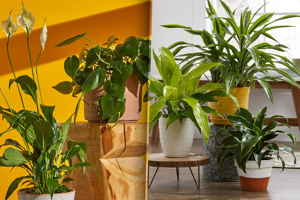 Presara acest condiment secret peste plante si urmareste ce se intampla. Remediul genial al gradinarilor cu experienta