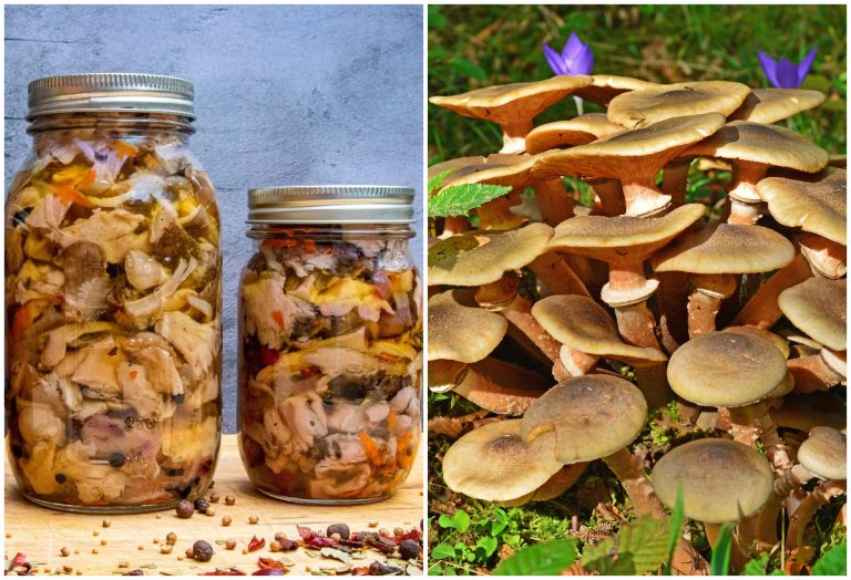 Secretul celor mai gustoase ghebe la borcan. Ce să adaugi peste ele ca să reziste la iarnă, nu se vor strica deloc