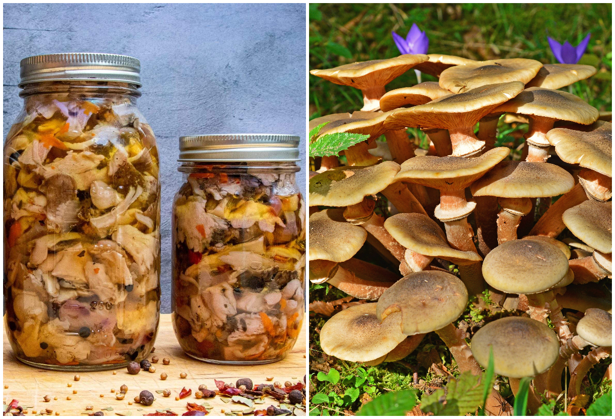 Secretul celor mai gustoase ghebe la borcan. Ce să adaugi peste ele ca să reziste la iarnă, nu se vor strica deloc