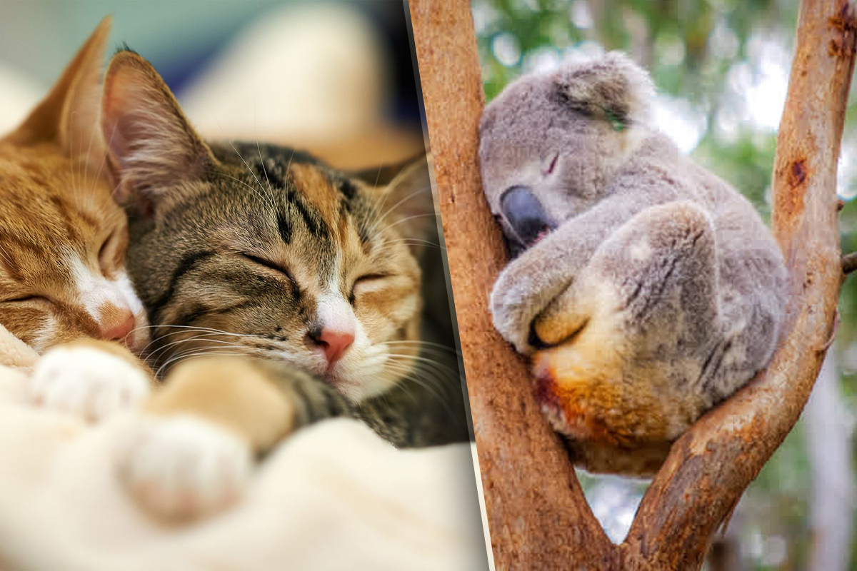 Singurul animal din lume care doarme 3 ani. Are un stil de viata unic. Il ghicesti