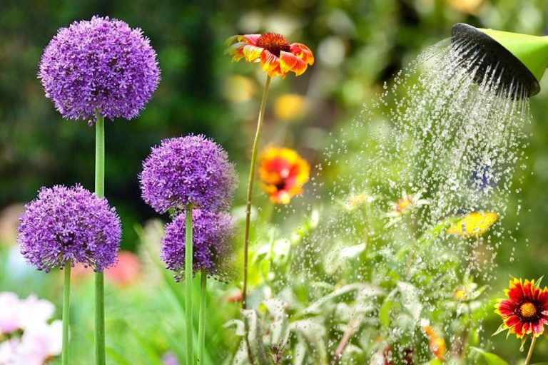 Stropește plantele cu această soluție o dată la două zile. Grădinarii adevărați așa fac, motivul e uluitor