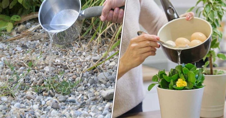 Metoda care garantează cele mai frumoase ghivece cu flori. Cu ce să le uzi, de fapt. Trucul pe care l-ai așteptat toată viața