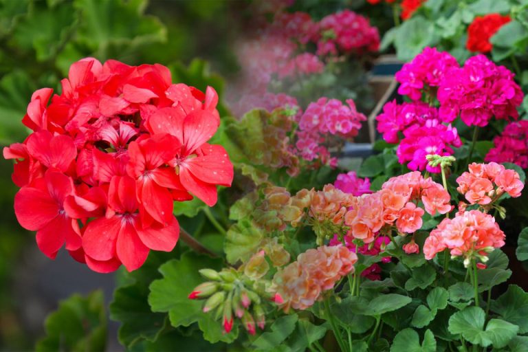 Trucuri pentru înflorirea mușcatelor. Care este cel mai bun loc pentru a așeza ghiveciul, secretul pentru a avea flori superbe