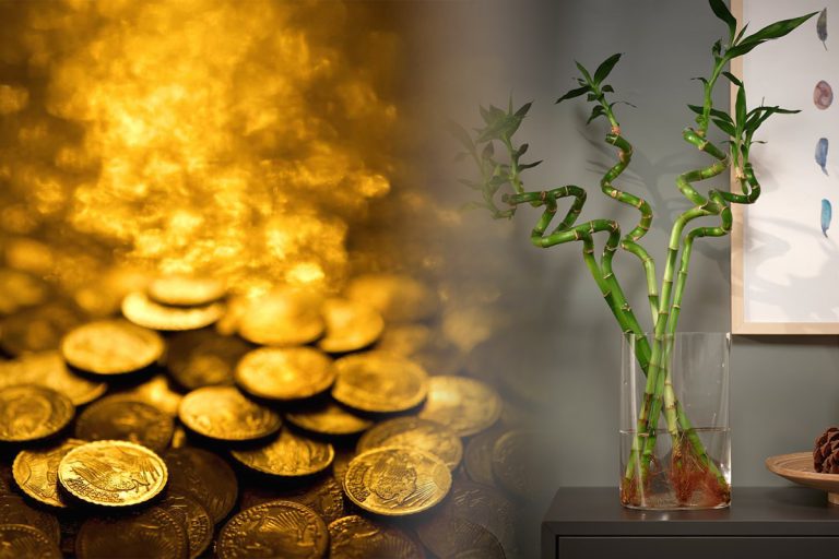 Unde e bine să pui bambusul în casă pentru a atrage prosperitatea și norocul. Trucul fabulos