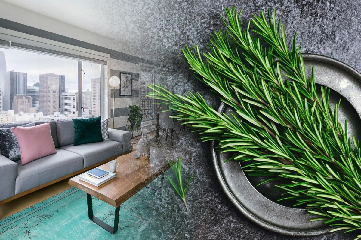 Unde sa pui rozmarin in casa ca sa atragi norocul. Locul care e magnet pentru bogatie