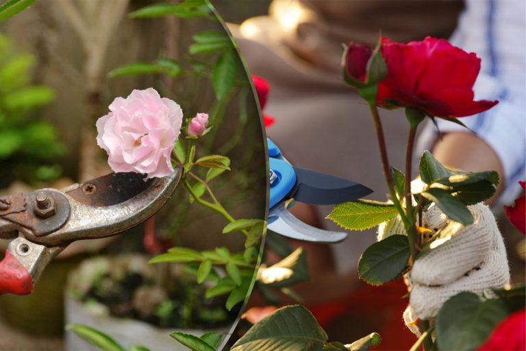 Când se tund trandafirii, de fapt. Reguli esențiale de care să ții cont pentru flori bogate și sănătoase