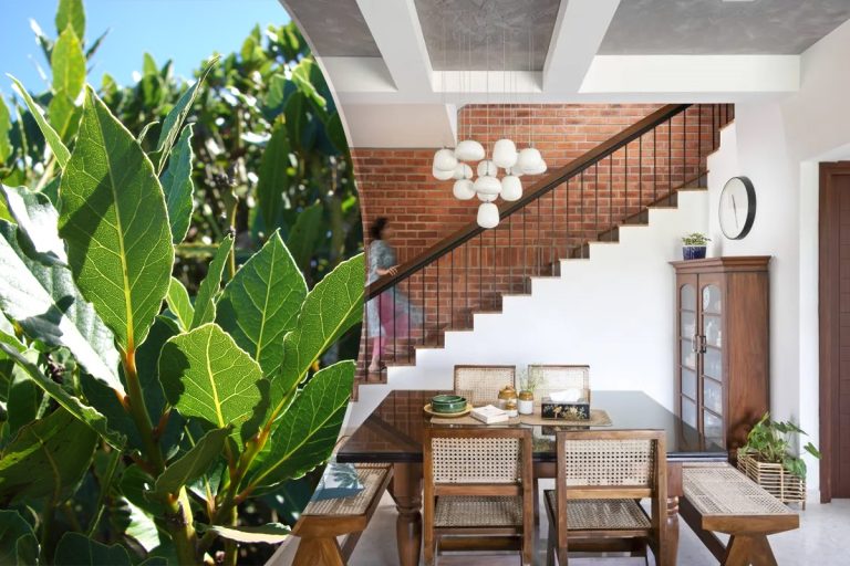 De ce să pui frunze de dafin în colțurile camerelor din casă. Trucul genial, ți-ai fi dorit să-l știi mai devreme