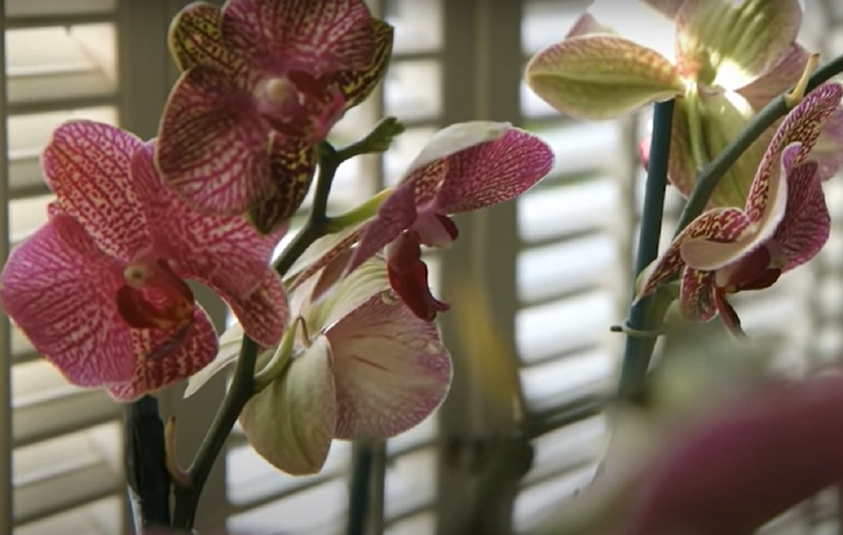 Nu mai ține orhideea în casă
