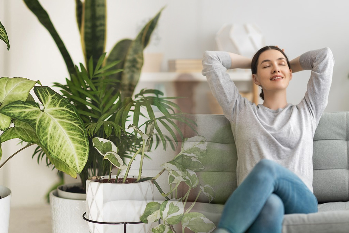 10 plante care purifica aerul din casa. Trebuie sa le ai, sunt superbe si usor de intretinut