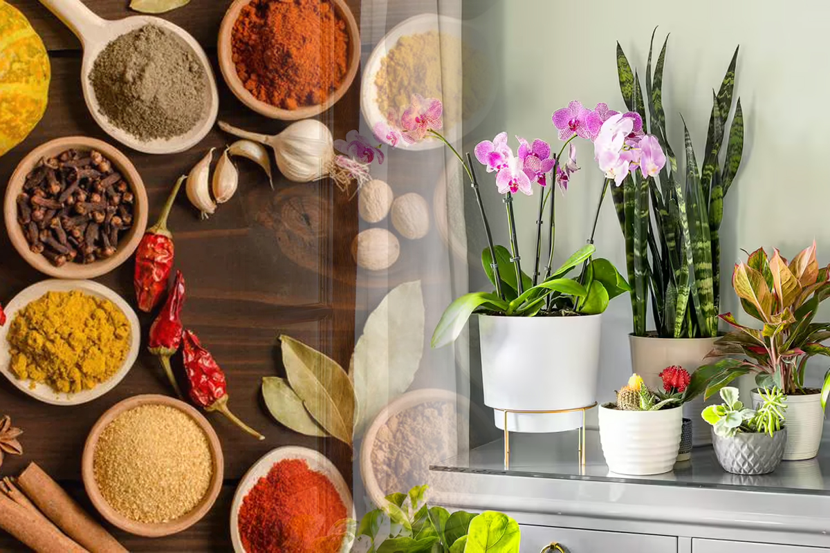 3 ingrediente din bucatarie care ajuta plantele sa infloreasca spectaculos