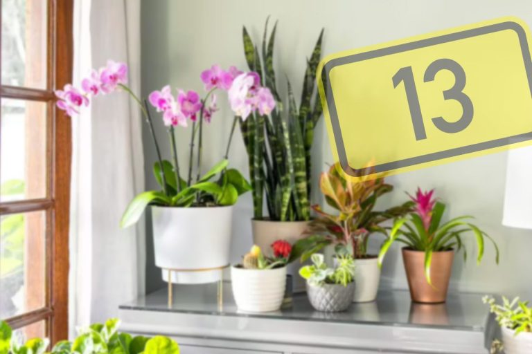 5 flori pe care să nu le ții sub nicio formă în casă. Atrag ghinionul