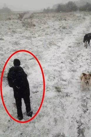 Ai ochi de vultur daca observi cel de-al treilea caine din imagine 1