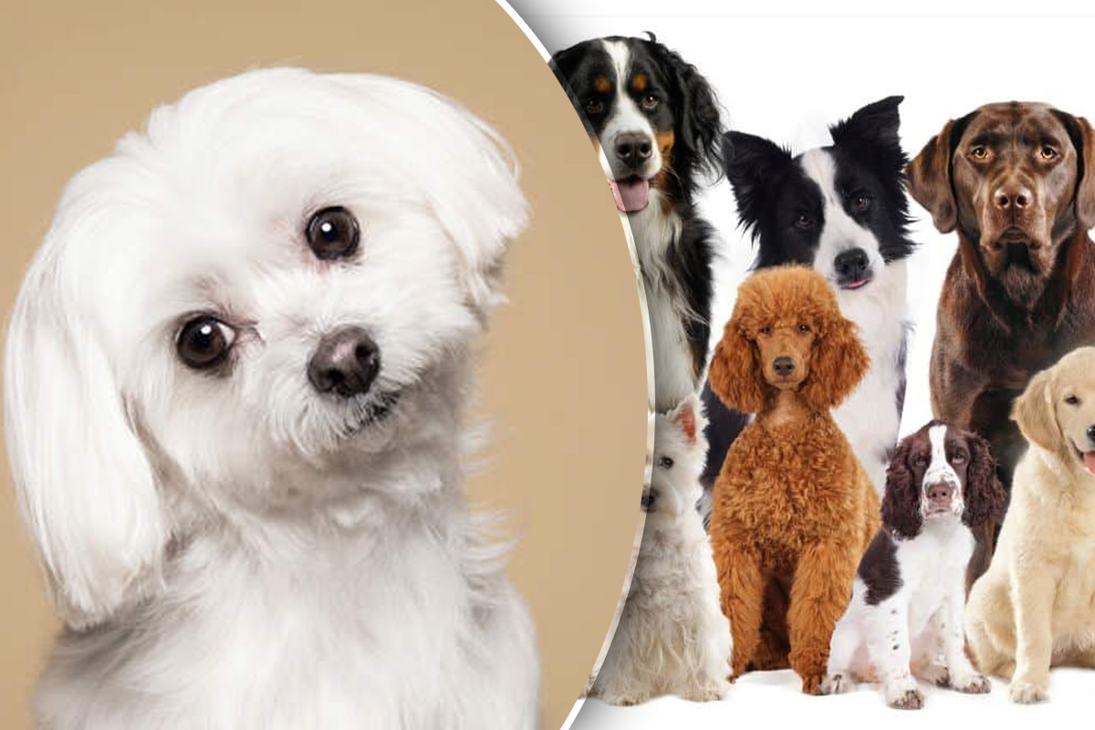 Ai ochi de vultur daca observi cel de-al treilea caine din imagin