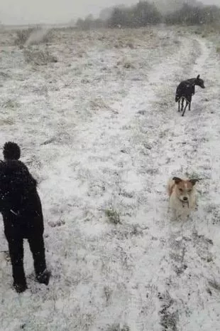 Ai ochi de vultur daca observi cel de-al treilea caine din imagine