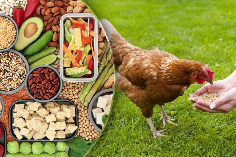Alimente pe care să nu le dai sub nicio formă găinilor. Sunt foarte periculoase