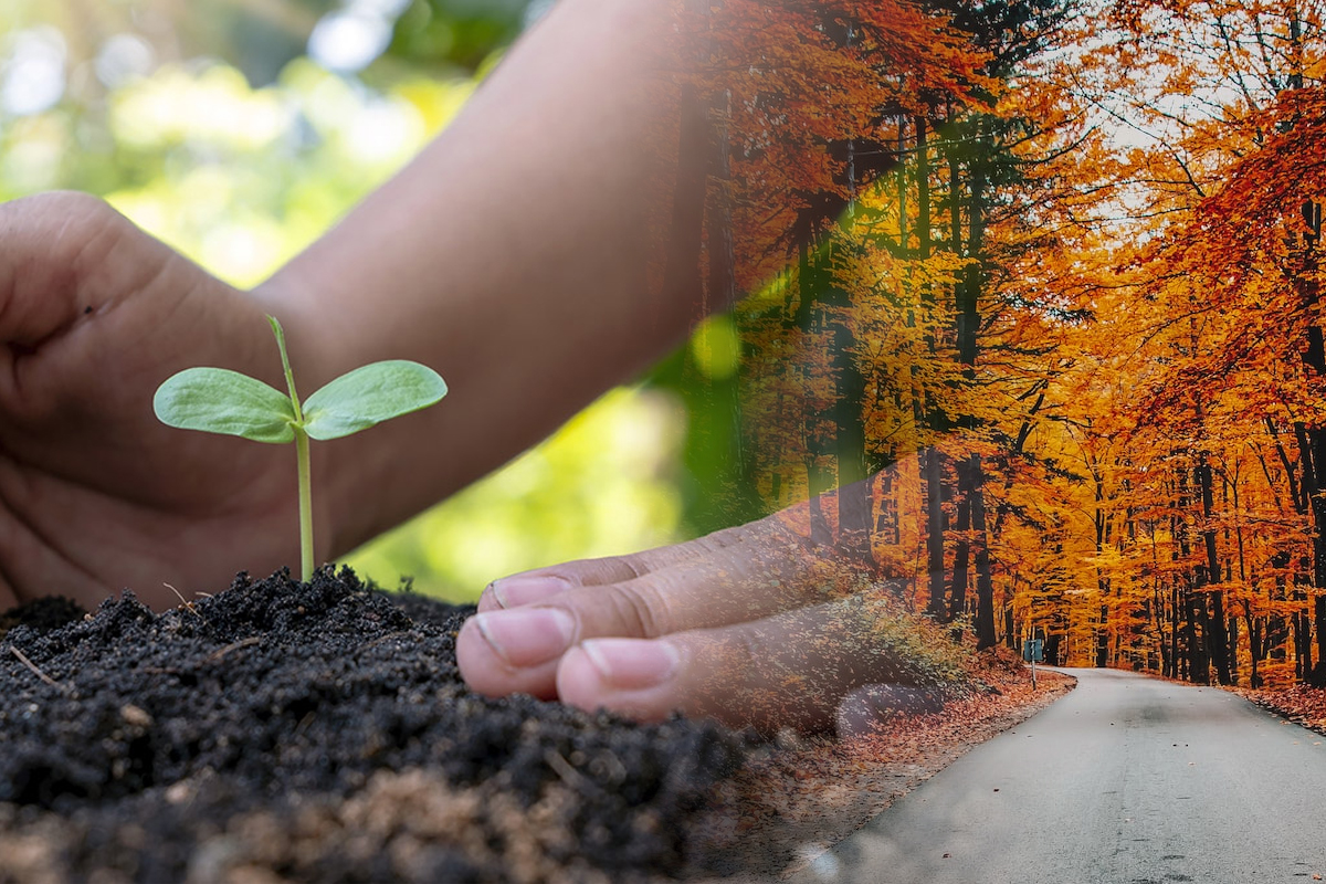 Cand se planteaza pomii toamna