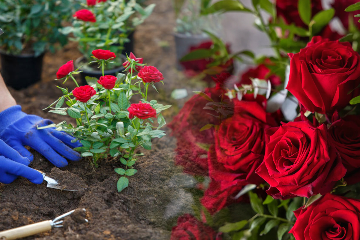 Cand se planteaza trandafirii toamna, de fapt