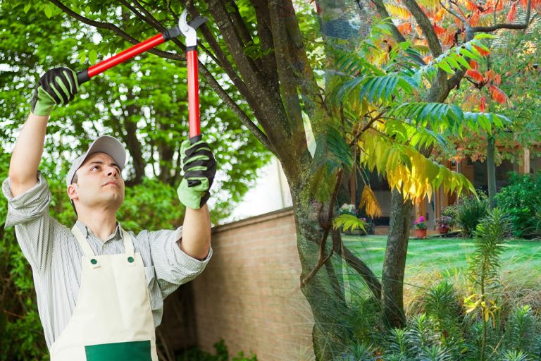 Când se tund pomii din grădină, de fapt. Greșeala care îți distruge toată recolta, de asta nu obții fructe mari și frumoase