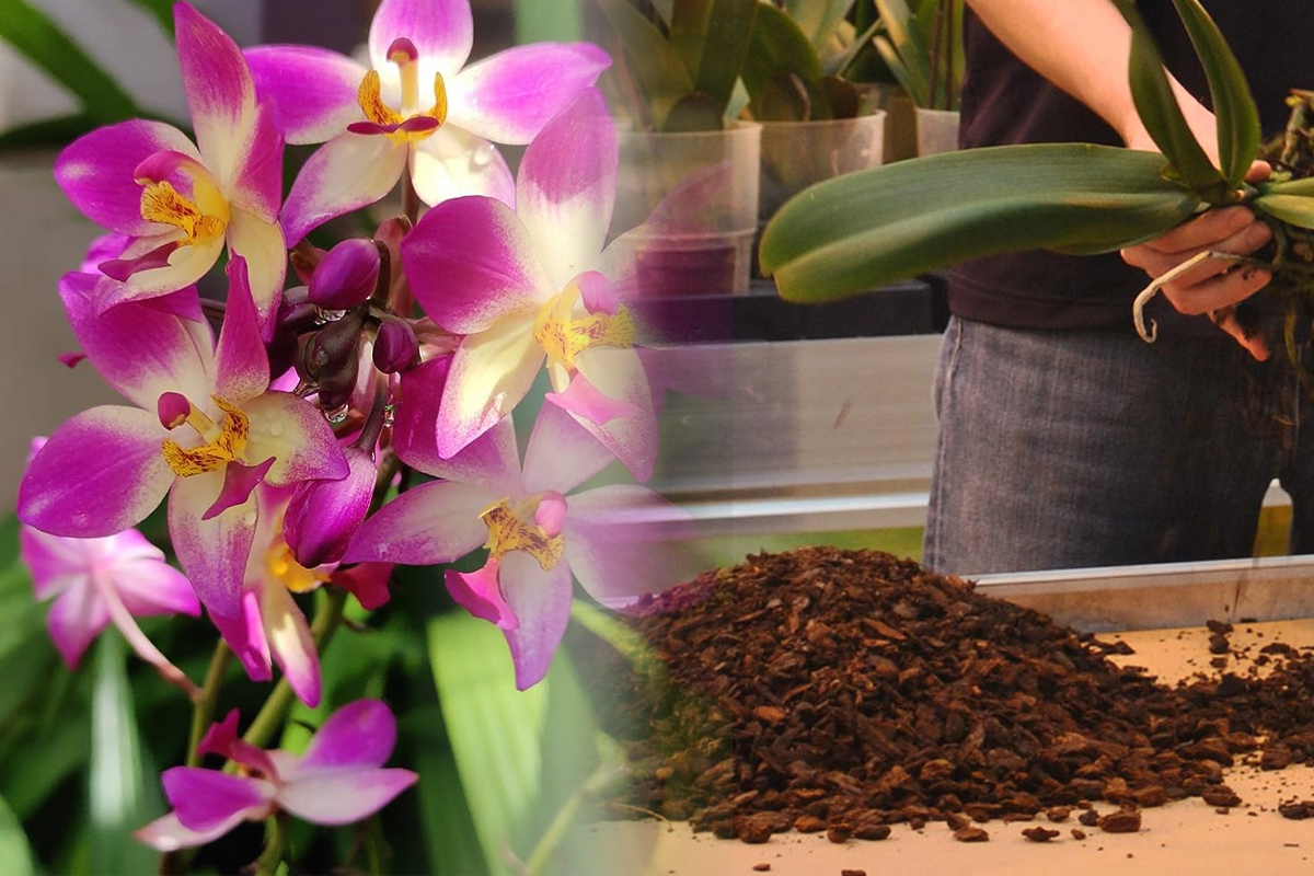 Care este cel mai bun pamant pentru orhidee