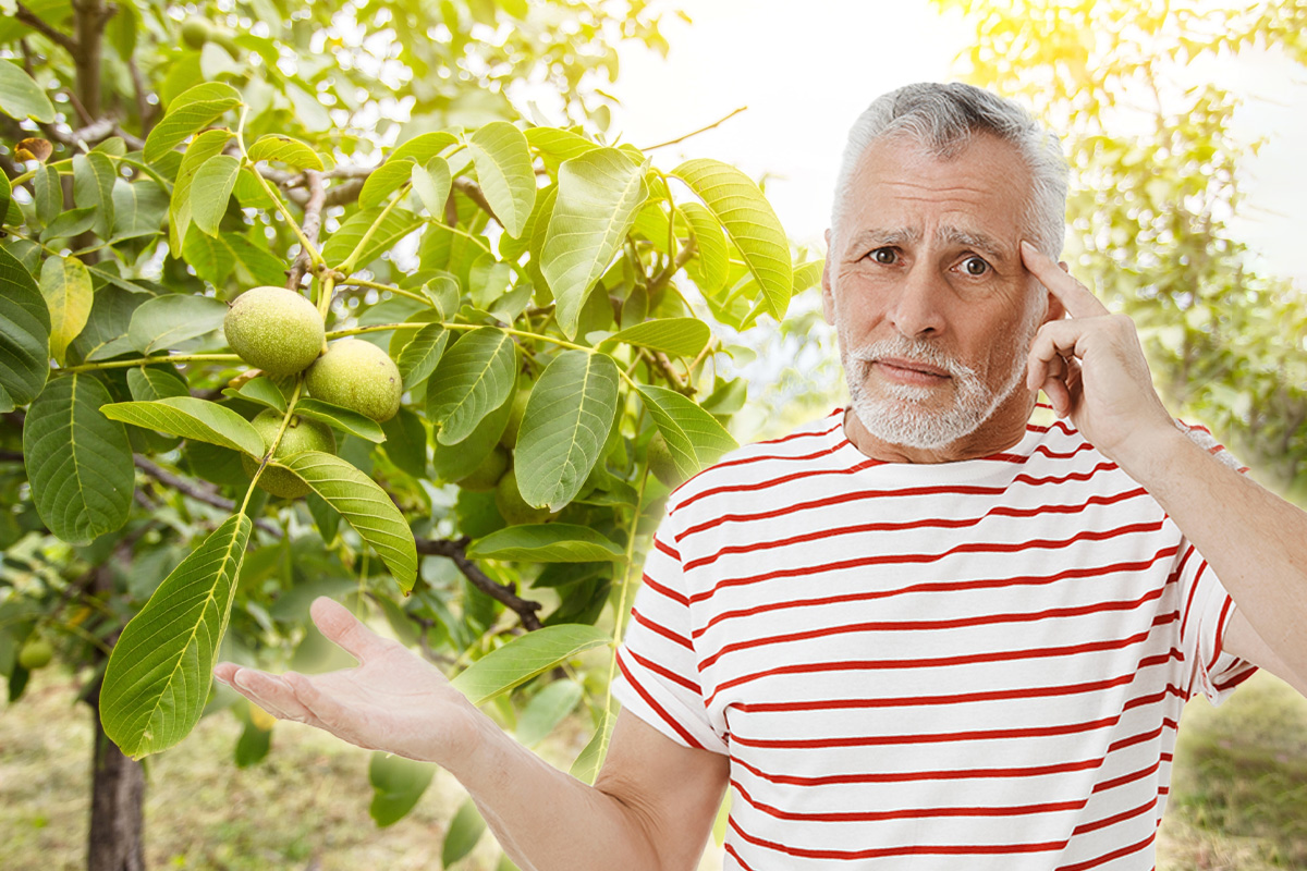 Ce poți să faci, de fapt, cu frunzele de nuc toamna. Nu le mai arunca, sunt aur curat în curte